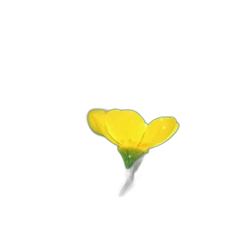 flower, food, weapon, jewelry transparent PNG cut-out