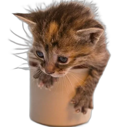 animal, bottle, creature, hat transparent PNG cut-out