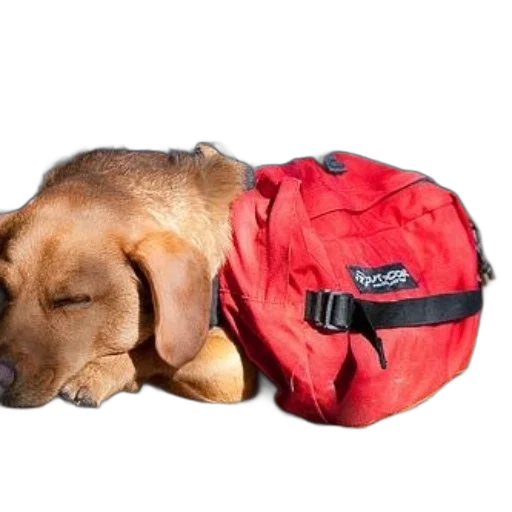 jacket, animal, staff, dog transparent PNG cut-out