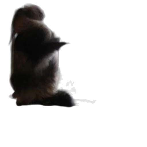 animal, hat, hair, staff transparent PNG cut-out
