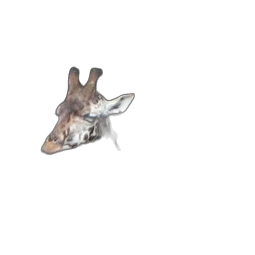 animal, creature, shoes, mask transparent PNG cut-out