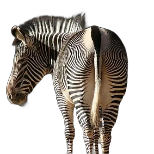 animal, creature, jewelry, furniture transparent PNG cut-out