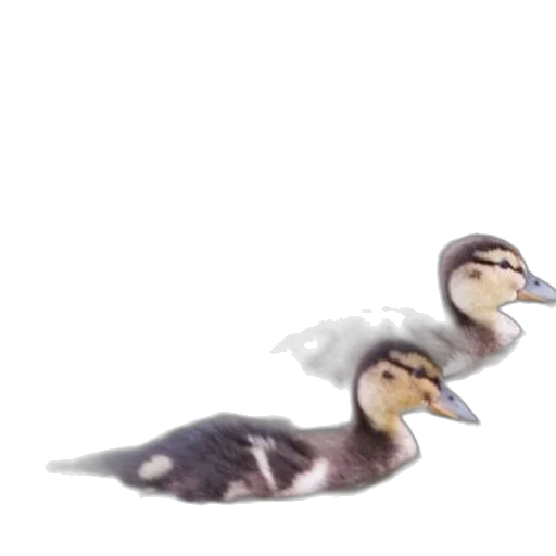 animal, creature, weapon, jewelry transparent PNG cut-out