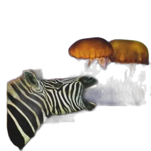 shoes, animal, hat, creature transparent PNG cut-out