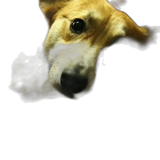 animal, mask, face, creature transparent PNG cut-out