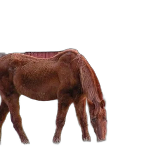 animal, creature, hair, furniture transparent PNG cut-out