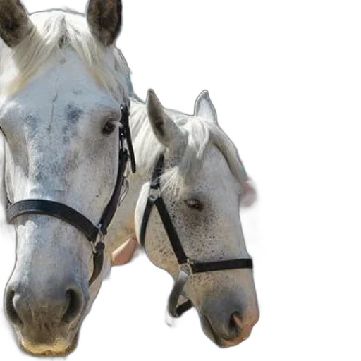 photorealistic, two, white, horses transparent PNG cut-out