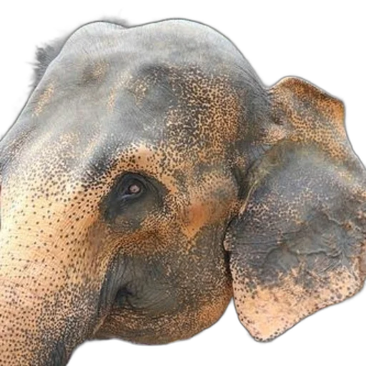 animal, face, mask, creature transparent PNG cut-out
