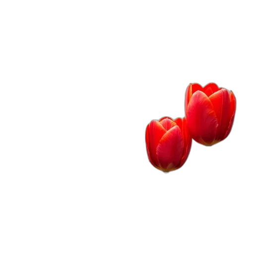 flower, crown, jewelry, food transparent PNG cut-out