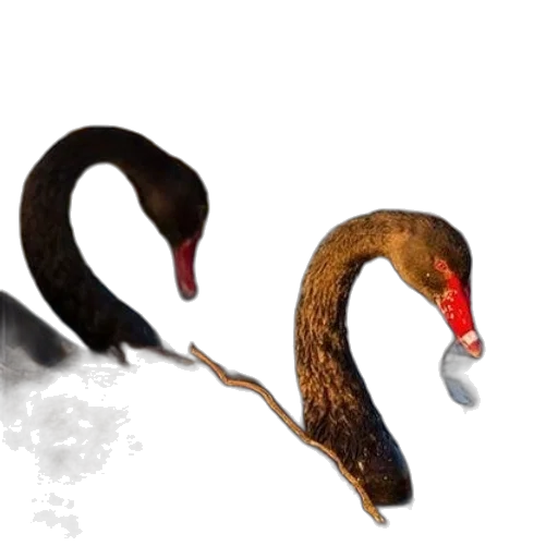 animal, staff, creature, hair transparent PNG cut-out