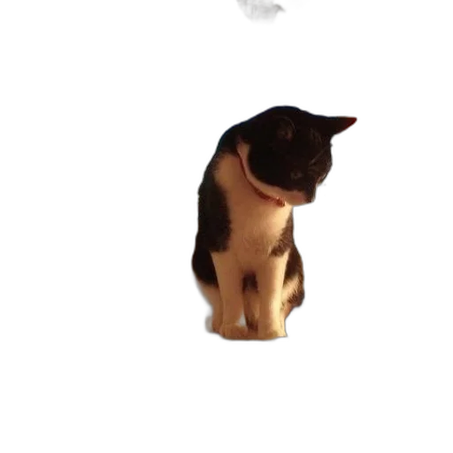 animal, creature, staff, hat transparent PNG cut-out