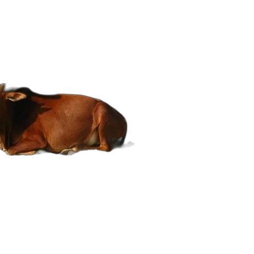 animal, creature, crown, food transparent PNG cut-out