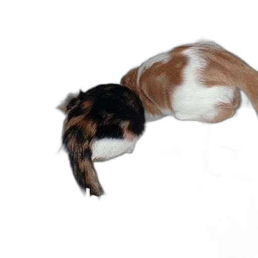 animal, staff, creature, hair transparent PNG cut-out