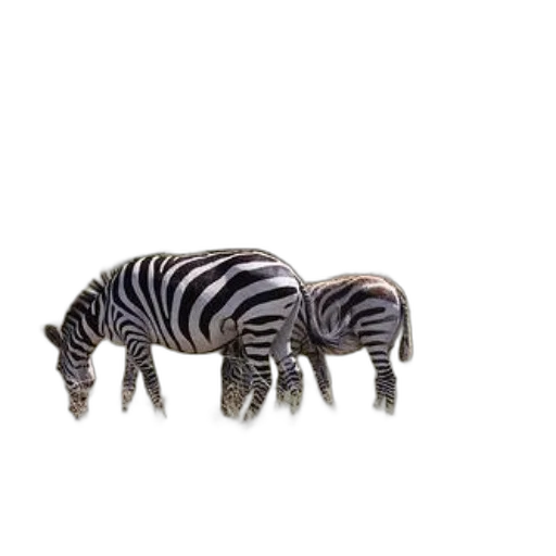 animal, creature, jewelry, furniture transparent PNG cut-out