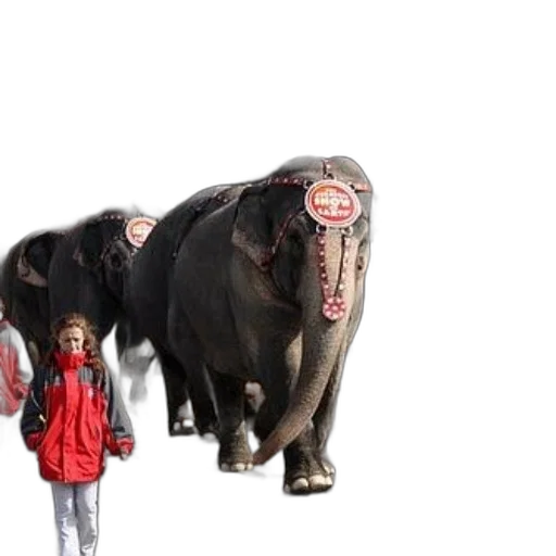 animal, creature, concept art, 3d render transparent PNG cut-out