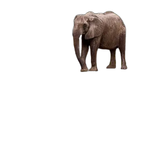 animal, creature, hat, umbrella transparent PNG cut-out