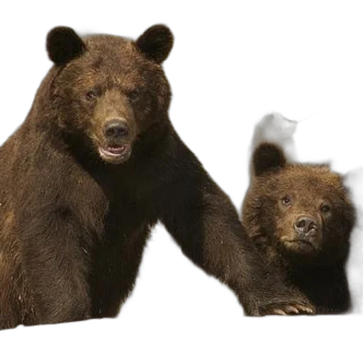 animal, creature, concept art, two transparent PNG cut-out