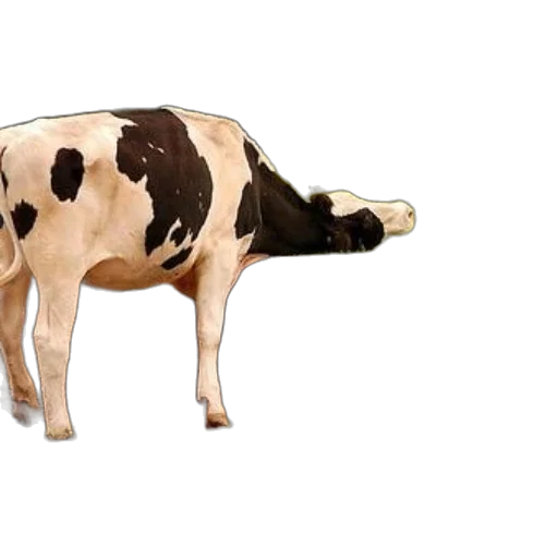 animal, food, creature, furniture transparent PNG cut-out
