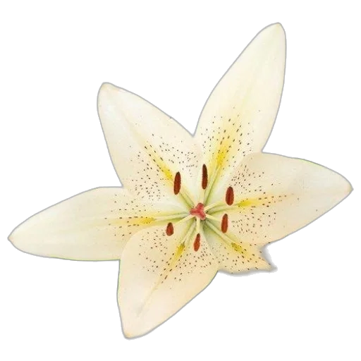 flower, crown, staff, jewelry transparent PNG cut-out