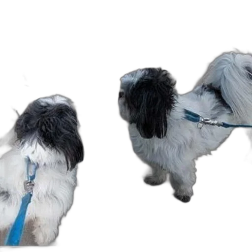 animal, 3d render, photorealistic, fluffy transparent PNG cut-out