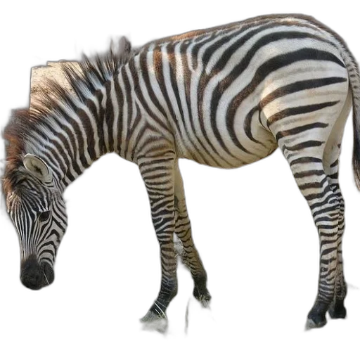 animal, creature, staff, weapon transparent PNG cut-out
