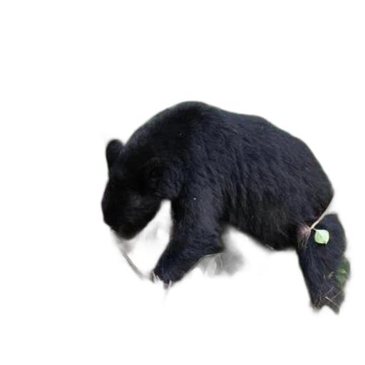 animal, creature, staff, dragon transparent PNG cut-out
