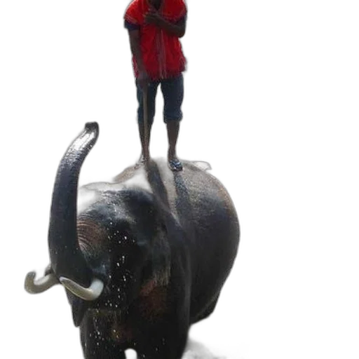 animal, creature, mask, hat transparent PNG cut-out