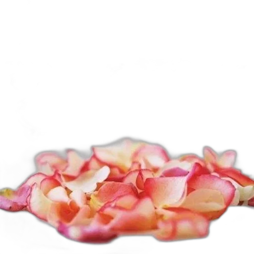 flower, crown, jewelry, food transparent PNG cut-out