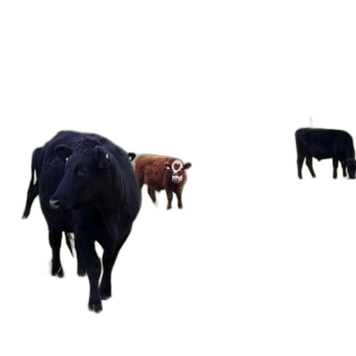 animal, furniture, creature, food transparent PNG cut-out
