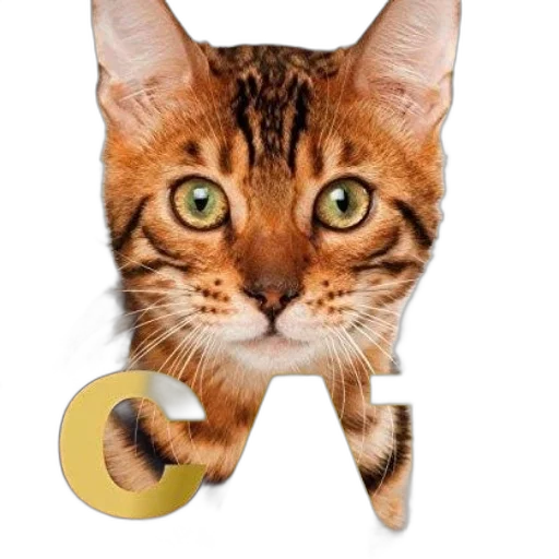 jewelry, staff, animal, mask transparent PNG cut-out