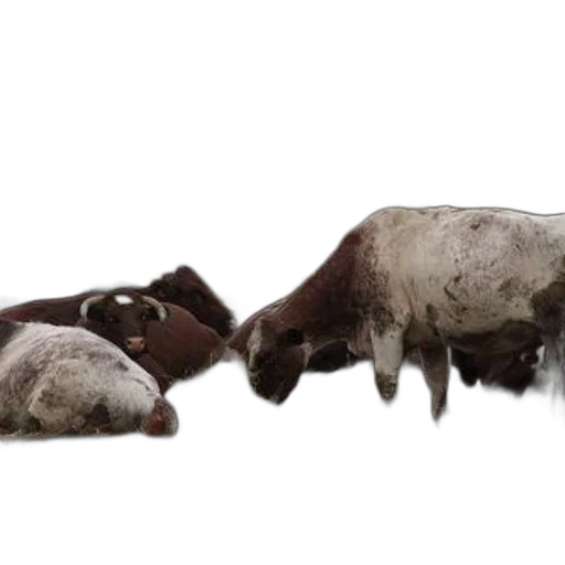 animal, creature, photorealistic, 3d render transparent PNG cut-out