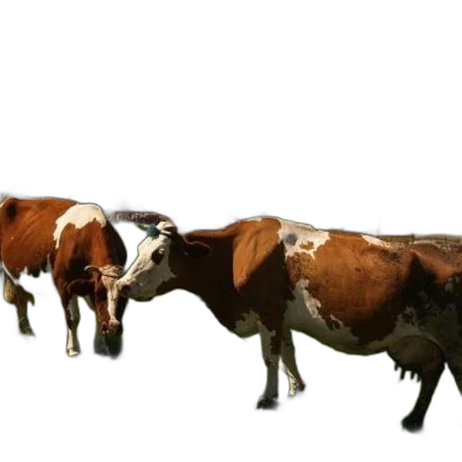 animal, food, jewelry, weapon transparent PNG cut-out