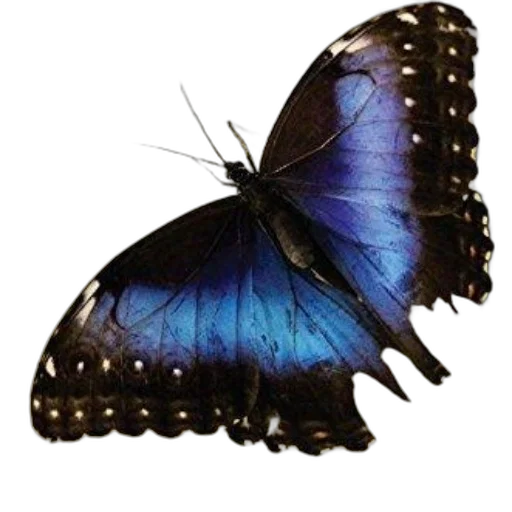 animal, creature, jewelry, crown transparent PNG cut-out