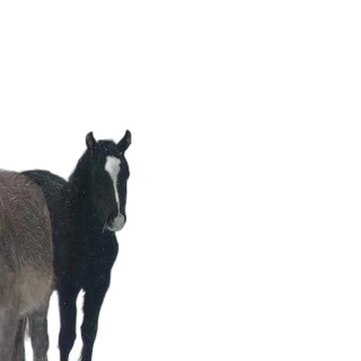 animal, creature, hat, hair transparent PNG cut-out