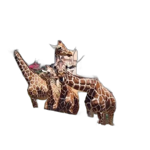 furniture, animal, shoes, creature transparent PNG cut-out