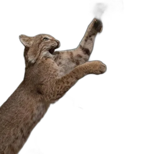 animal, staff, creature, weapon transparent PNG cut-out