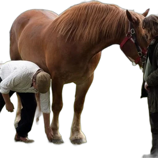 animal, staff, creature, photorealistic transparent PNG cut-out