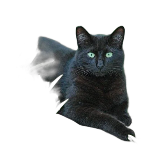 dragon, creature, animal, staff transparent PNG cut-out