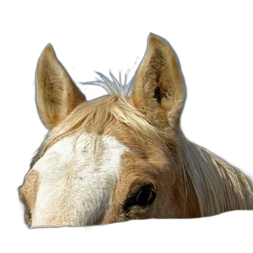 animal, hair, hat, crown transparent PNG cut-out