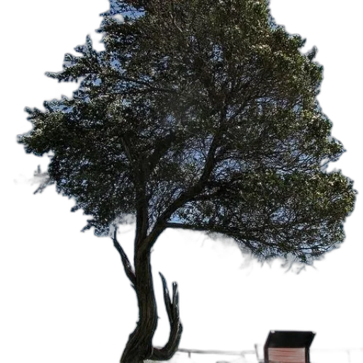 tree, furniture, crown, umbrella transparent PNG cut-out
