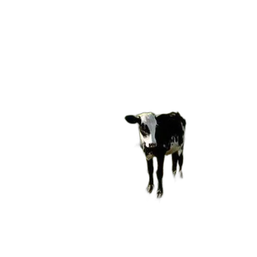 animal, creature, robot, food transparent PNG cut-out
