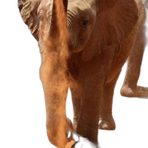 animal, creature, staff, mask transparent PNG cut-out