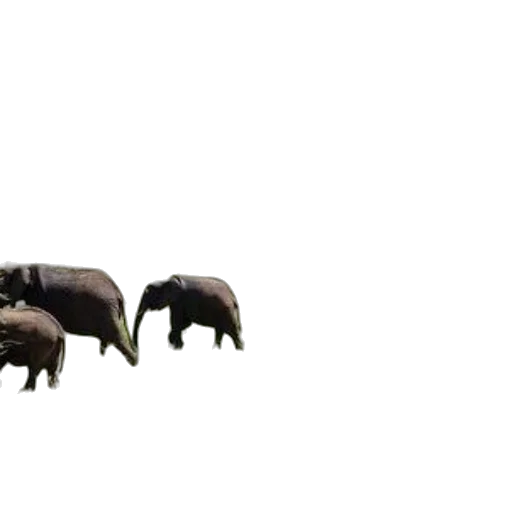 animal, creature, dragon, weapon transparent PNG cut-out