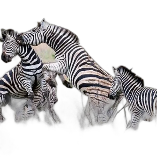 animal, jewelry, creature, photorealistic transparent PNG cut-out