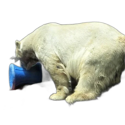 animal, food, bottle, creature transparent PNG cut-out