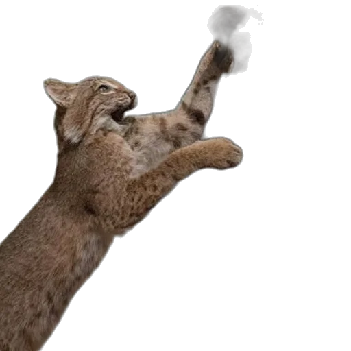 staff, animal, weapon, creature transparent PNG cut-out