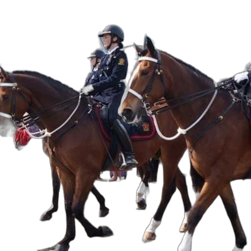 two, mounted, police, officers transparent PNG cut-out