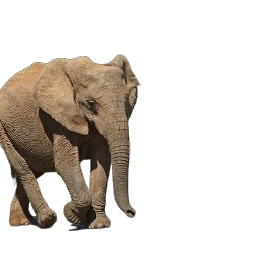 animal, creature, weapon, face transparent PNG cut-out