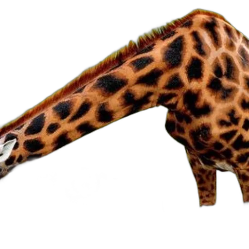 animal, creature, weapon, staff transparent PNG cut-out