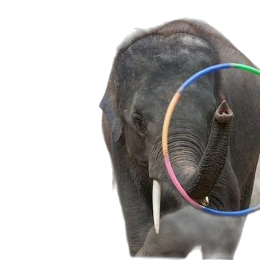 animal, jewelry, staff, man transparent PNG cut-out